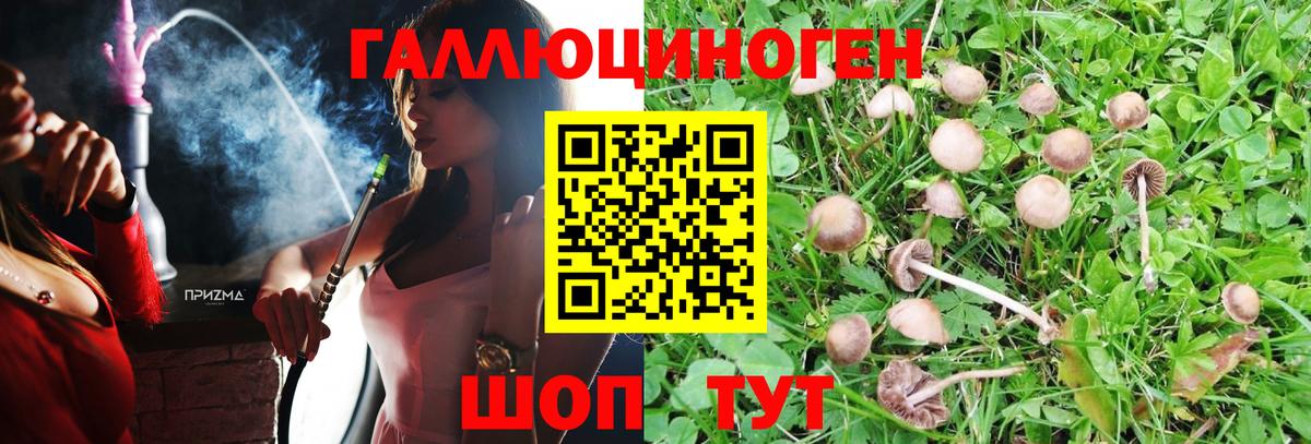 Псилоцибиновые грибы Psilocybe  Вход с VPN  Балашов 